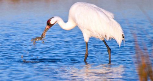 Heron in the water with crab in its beak.