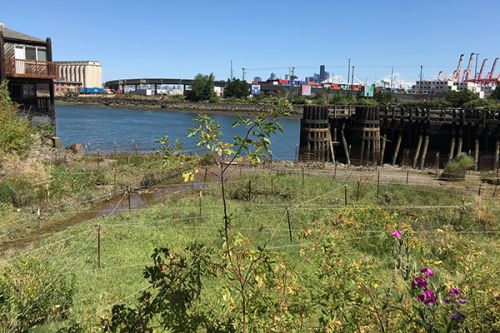 Grassy area with river in background.