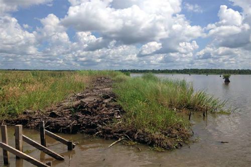 Grassy wetland next to a body of water.