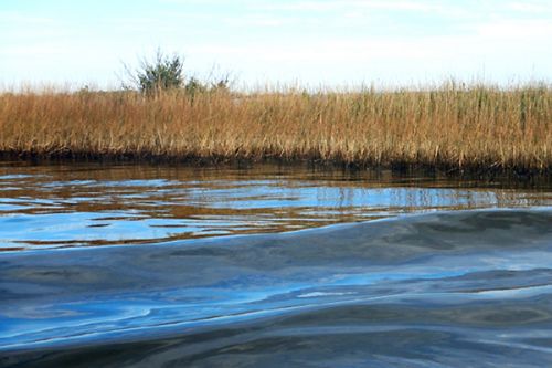 Oil on marsh grass with water in foreground.