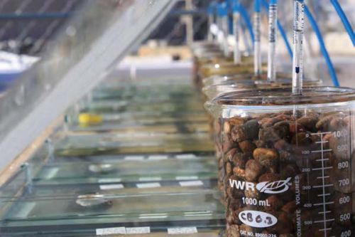 Row of beakers filled with gravel.