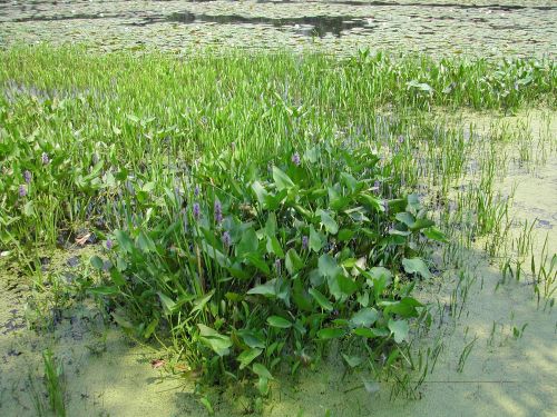 Wetland plants along the Hudson River.