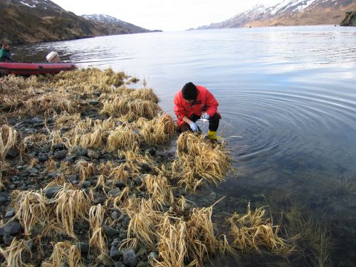 Scientist sampling in vegetation next to water.