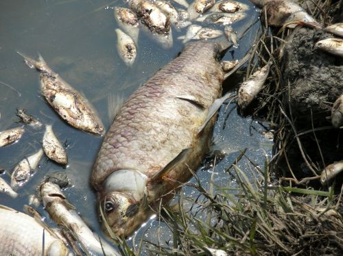 Fish killed during Hurricane Rita in the Gulf of Mexico in 2005.