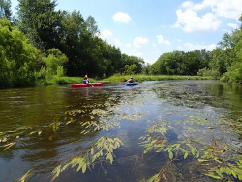 Kayakers on a river with vegetation.