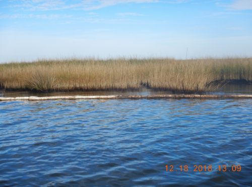 Oil stained marsh and boom in water. 