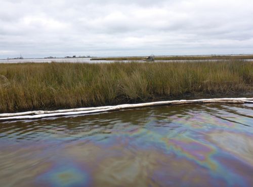 Sorbent material near vegetation; oil slick on the water. 