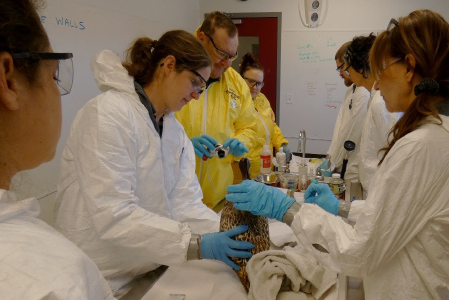 People in protective gear working with wildlife.