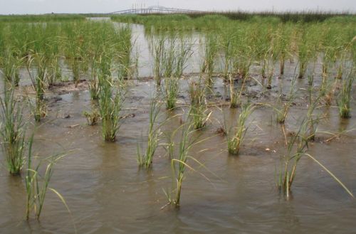 Marshy area.