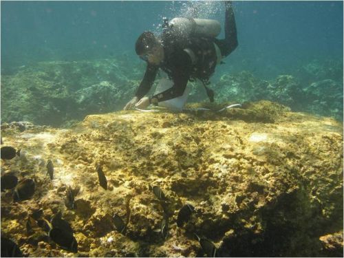 Diver atop coral underwater.