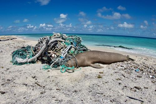 Dead seal tangled in nets.