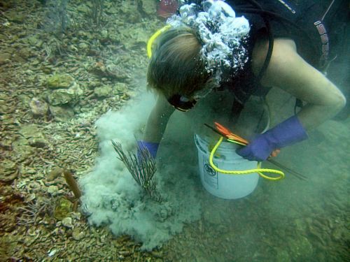 Diver working on the ocean floor.