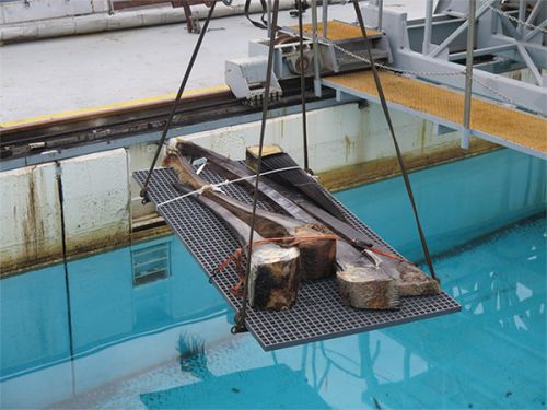 Baleen plates being lowered into the water. 