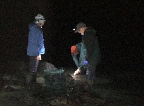 Two people looking at a mussel cage in the dark.