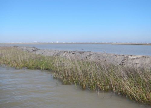 Marsh grass with body of water in background.