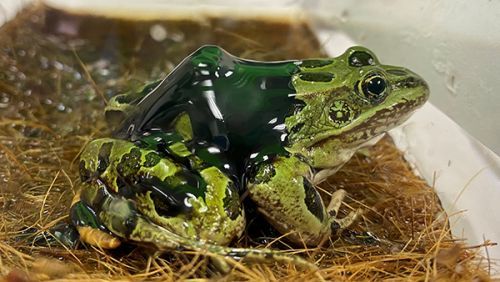 Crude oil on a frog.