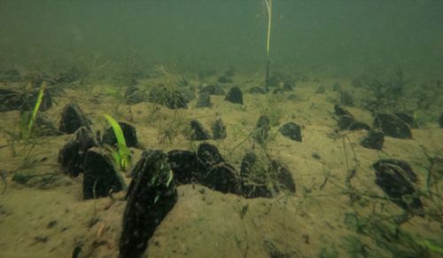 Underwater image of mussels.