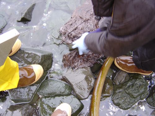 Image of hands and feet in shallow water, reaching into the water.