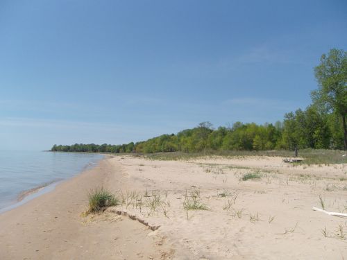 A beach with a treeline in the background. 