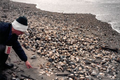 Person on a beach examining shellfish.