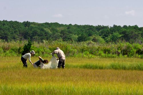 Three people practicing sampling in a marshy area.