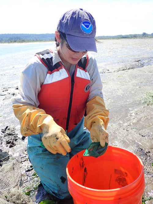 Woman with rubber gloves working with samples in a bucket.