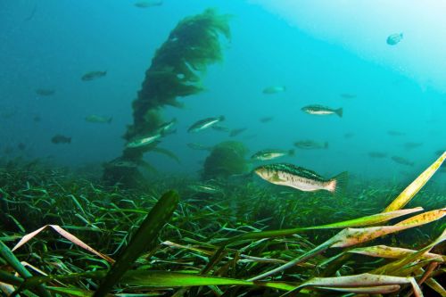 Grasses and fish underwater.