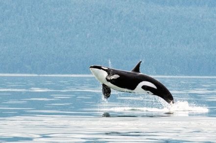 Whale above the water.