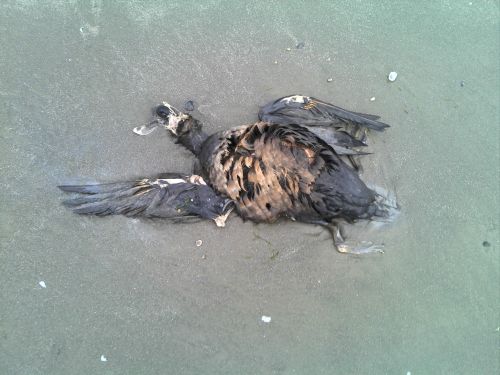 Dead bird laying in wet sand.