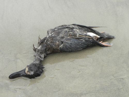 Oiled dead bird laying in the sand.