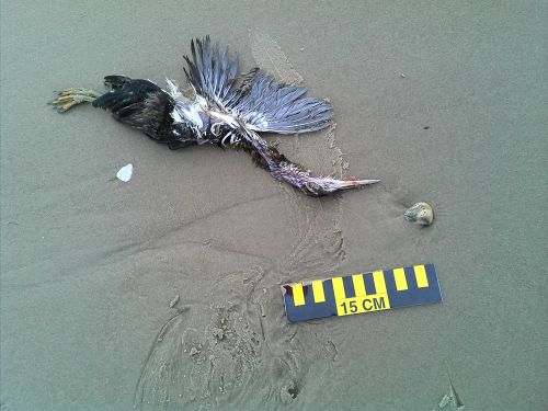 Dead bird next to a ruler on the beach.