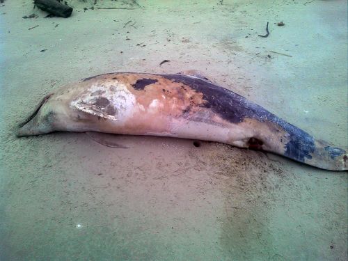 Dead oiled dolphin laying on sand.