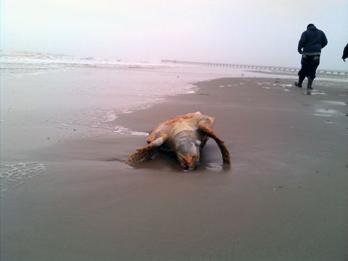 Dead turtle laying on the beach.