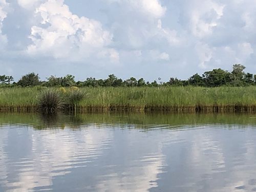 Oil visible on marsh grass.