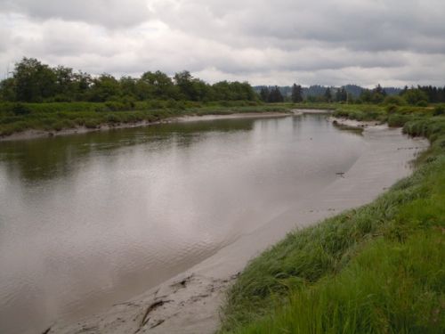 A slough along a river. 