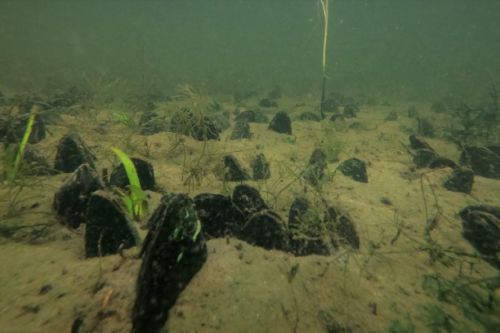 An underwater image of mussels. 