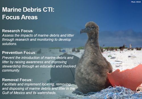 Baby bird with marine debris on a beach.