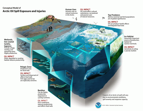 A graphic of oil impacts in an ecosystem.