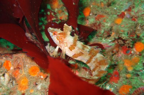 A fish in a rocky reef.