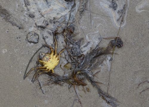 Dead crab on oiled beach.