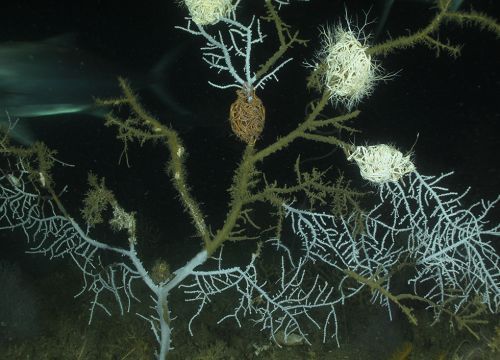Sick sea fan with discolored branches and hydroids covering it.