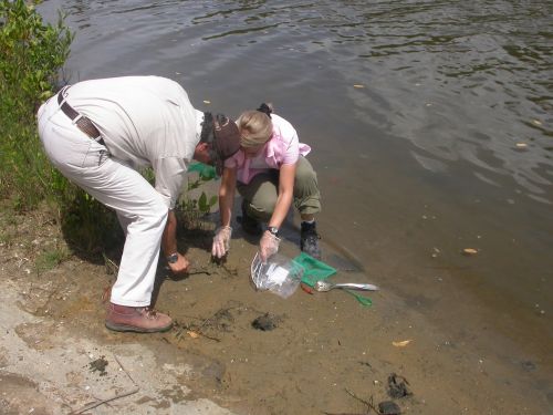 Scientists sampling Fiddler crabs.