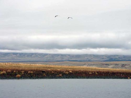 Two large birds flying over a river and fields.