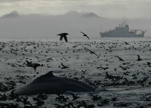 A humpback whale.