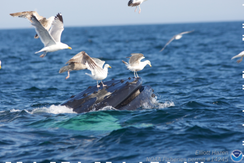 Birds flying around a breaching whale. 