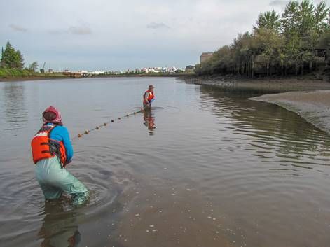 Two people in in life vests pulling a net through water.