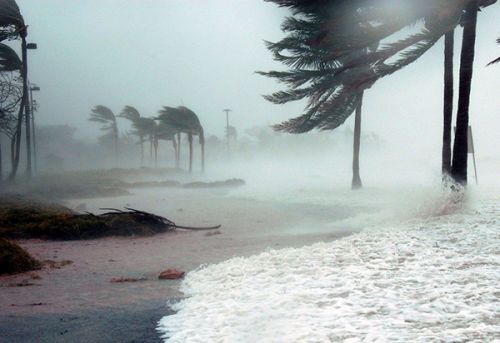 Palm trees blowing in strong wind on a beach.