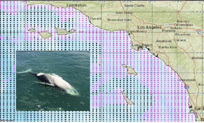 Map of whale search