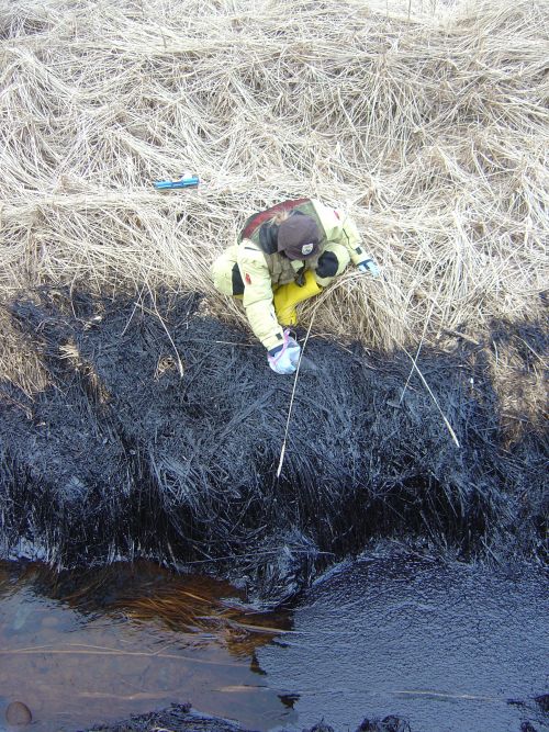 A worker collects oil in a bag from oiled grass on a shoreline.