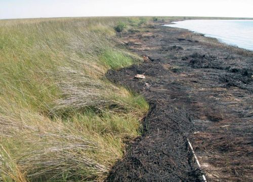 An oiled beach with marsh grass.